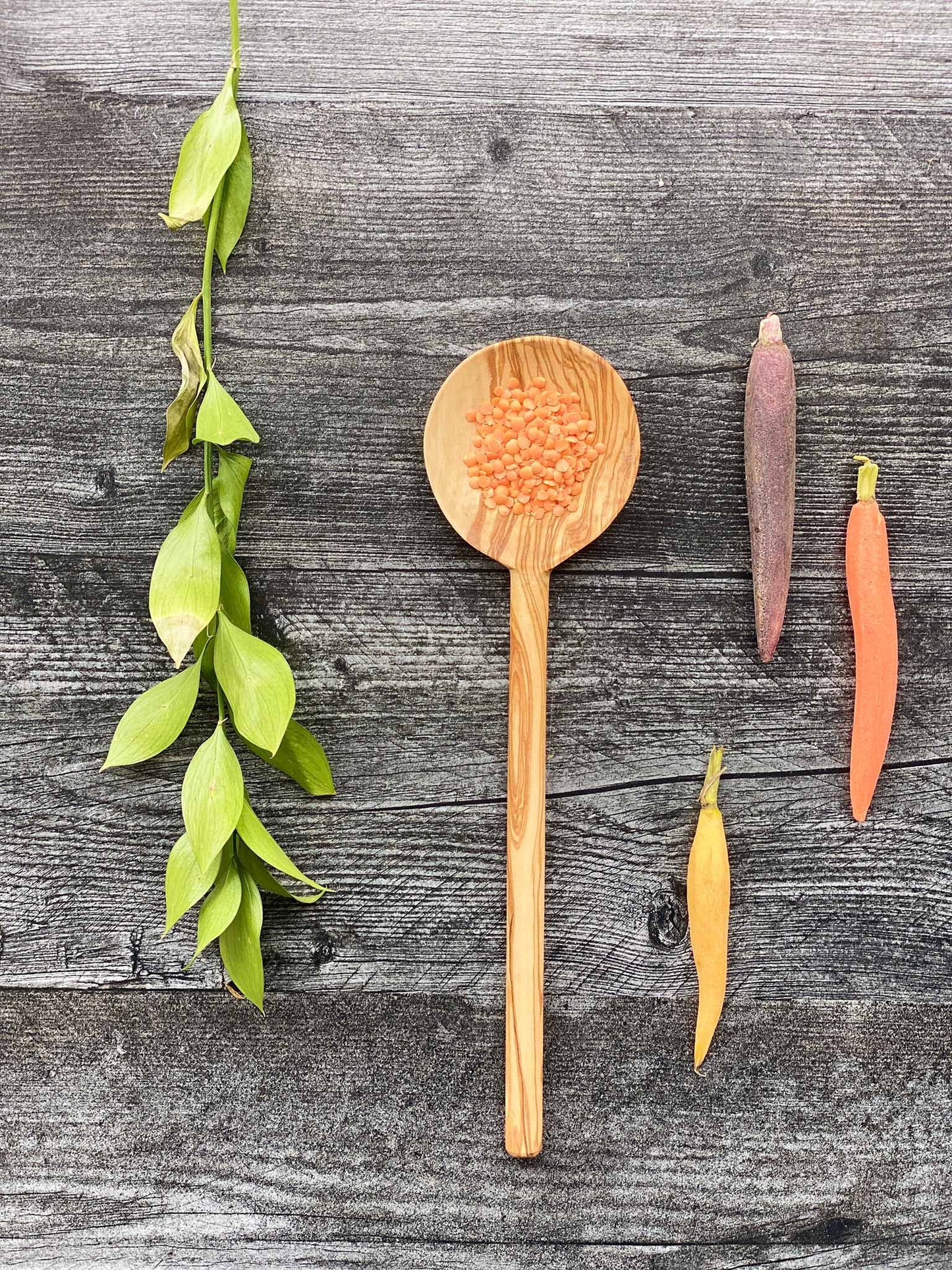 Olive Wood Modern Round Spoon 12"